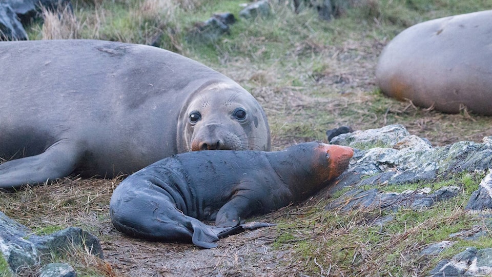 31598673_web1_230117-GNG-Elephant-seal-vid-video_1