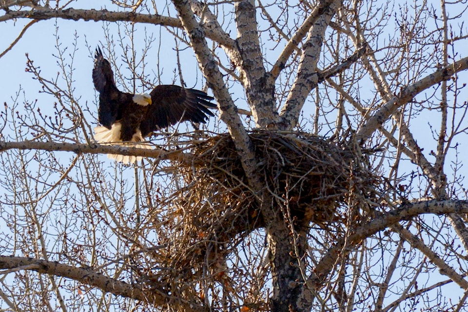 32187615_web1_230323-CVA-bird-festival_1