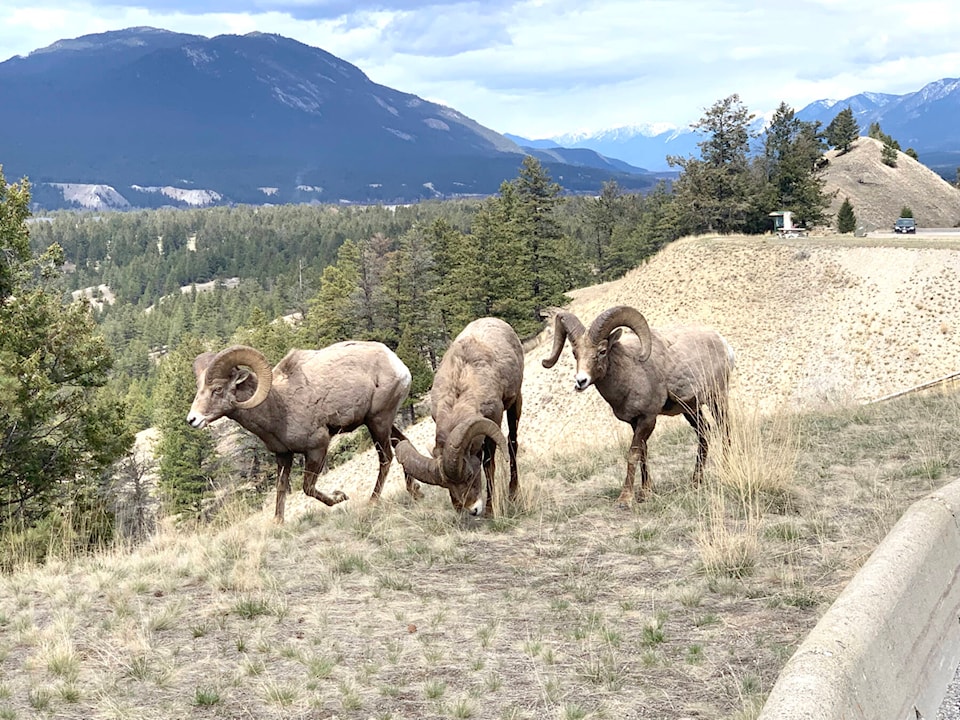 33220963_web1_230706-CDT-sheep-teck-1_1