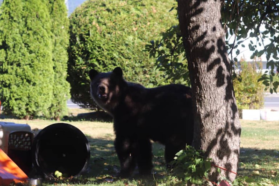 33766113_web1_230831-BPD-Bear-killed-squamish_2
