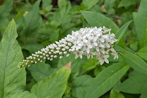 Plants for Garden Design in Zone 3
