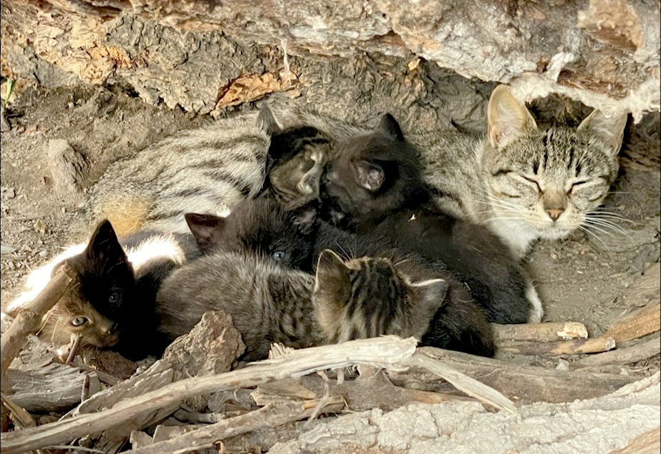 m2bl-cats