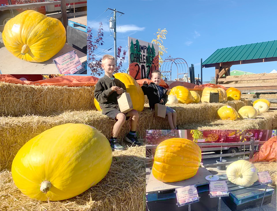 pumpkins