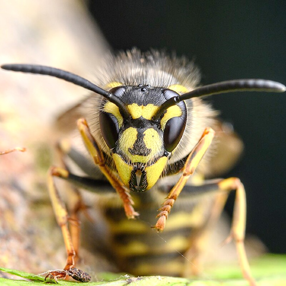 vespula_vulgaris_queen