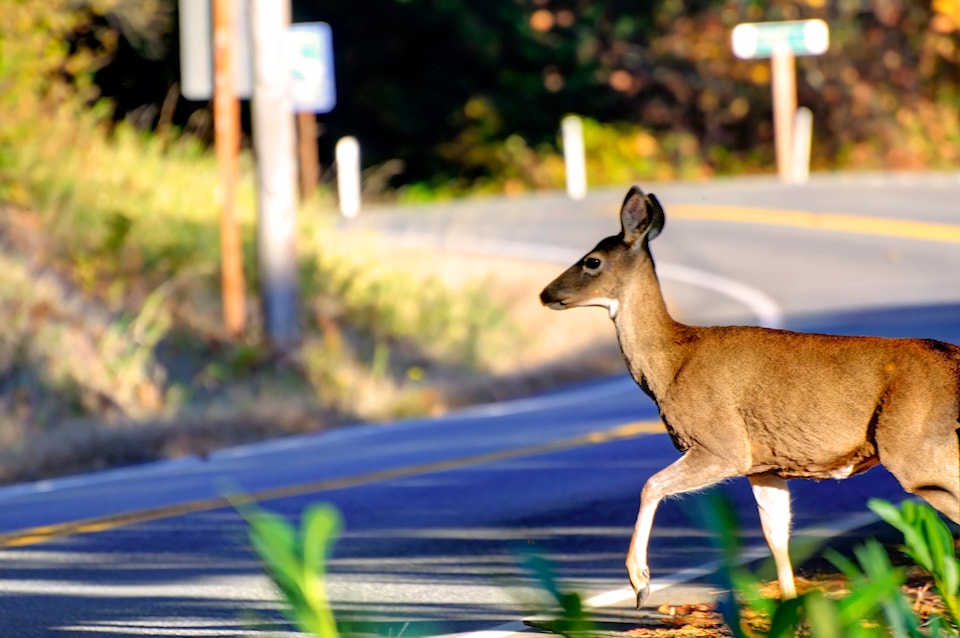 deer-in-ditch-by-road