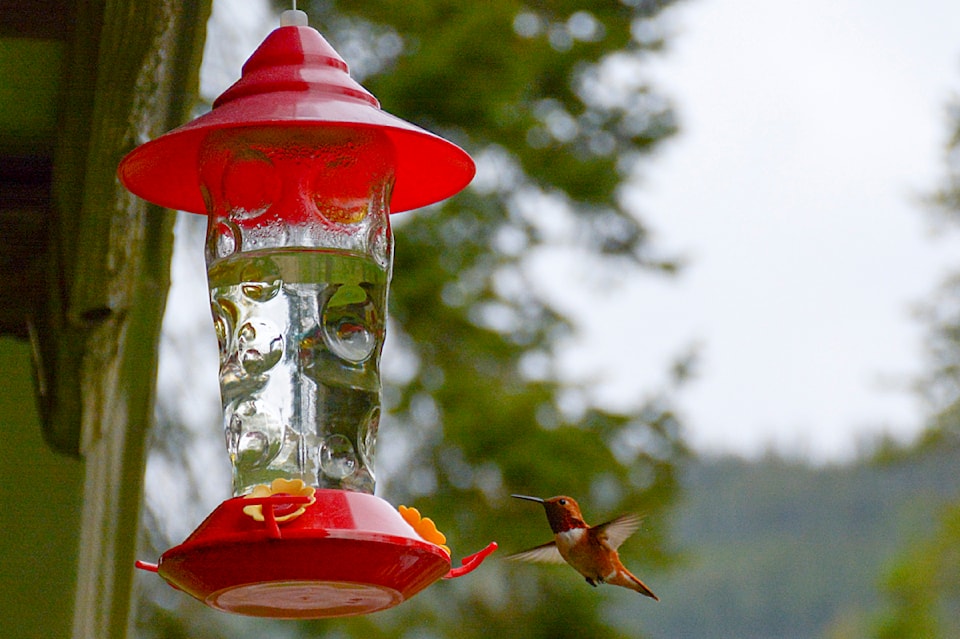 hummingbird