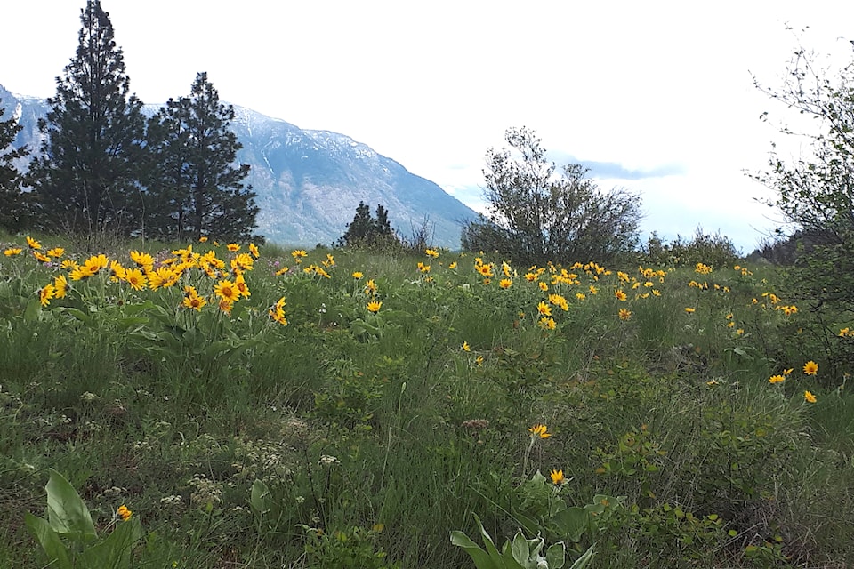 arrowleafbalsamroot