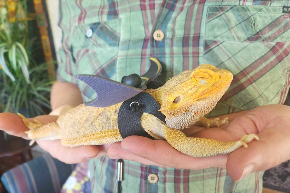 Cookie, the bearded dragon, looking happy to be home. 