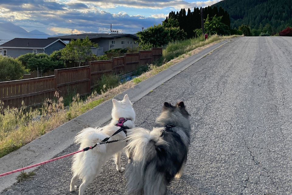 dogs
