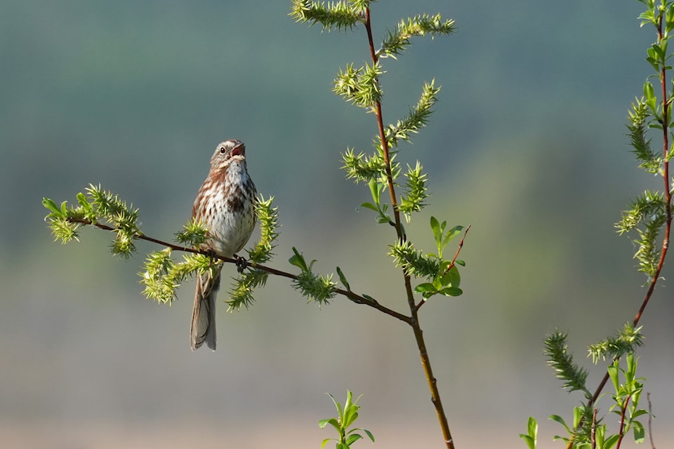 Song sparrow. 