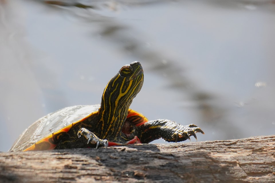 Western painted turtles can be seen sunning themselves on logs and rocks in the Creston Valley Wildlife Management Area. 