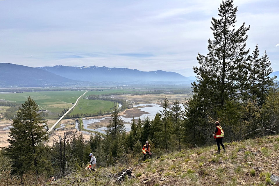 Field crew conducting reptile surveys in the Creston Valley Wildlife Management Area, April 2024.