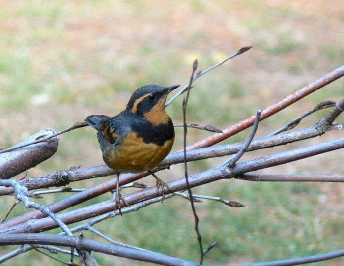 10063crestonout_there_varied_thrush