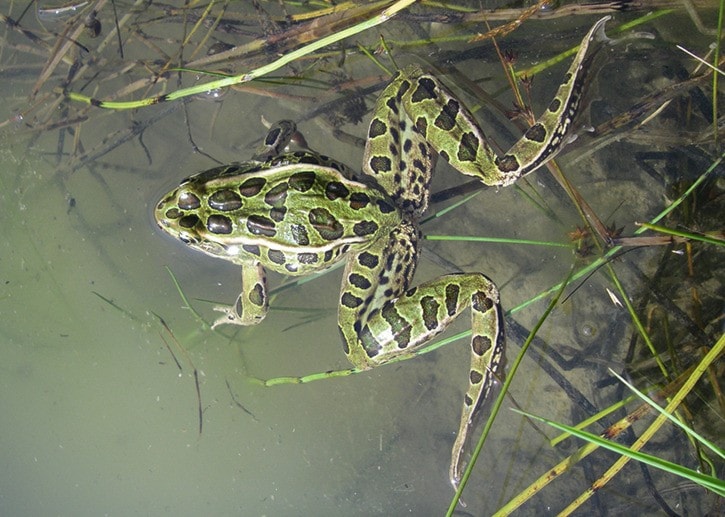 18397crestonleopardfrog