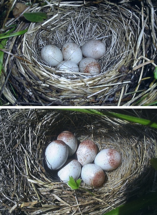 30186crestonout_there_junco_nests