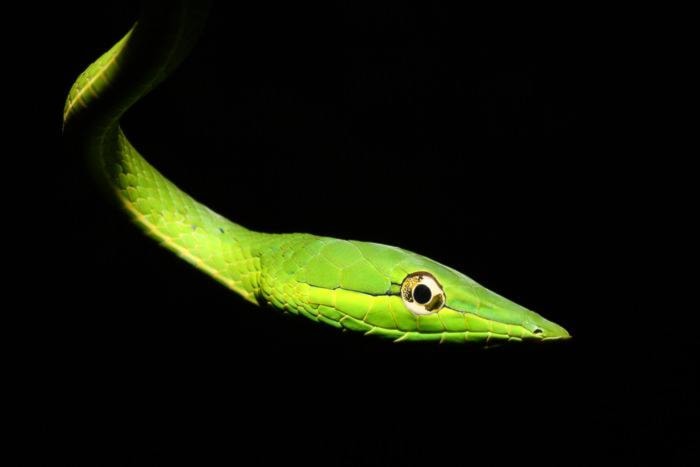 34860crestonvine_snake_Jakob_Dulisse