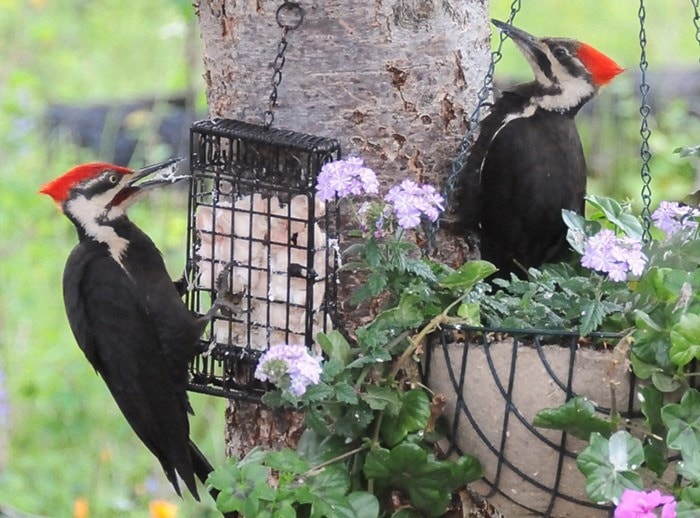 40084crestonpileated_woodpecker_out_there