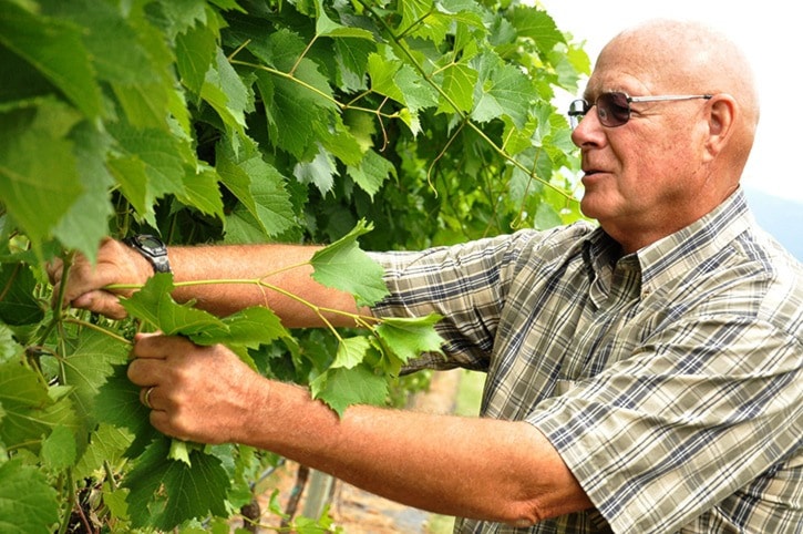 42592crestoncastle_meadows_vineyard_west_creston