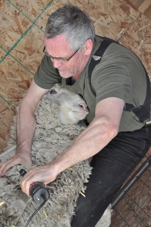 44925crestonspectrum_farms_shearing