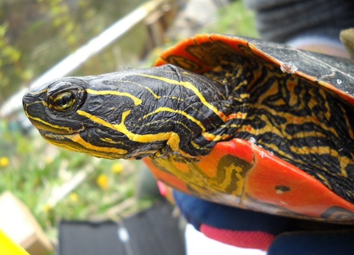 50701crestonwesternpaintedturtle