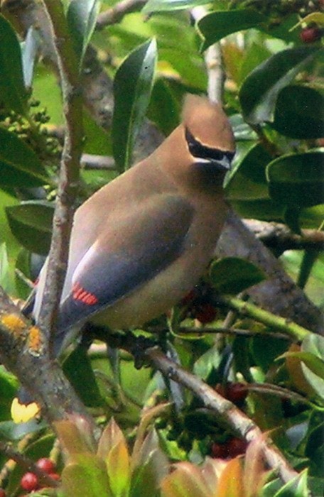 51940crestonout_there_cedar_waxwing