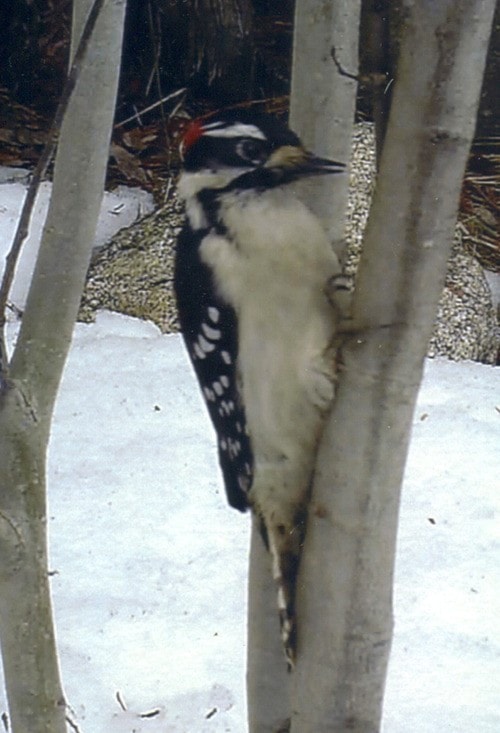 57138crestondowny_woodpecker_out_there