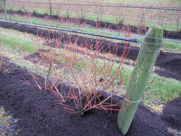 58442crestonnurserynotesmulchedblueberries