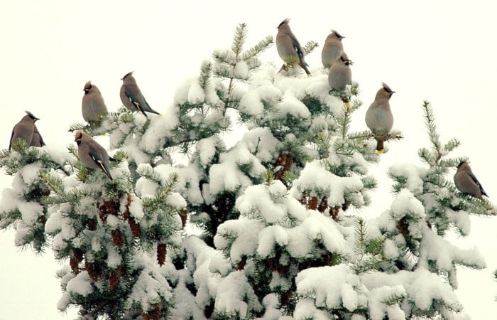 76280crestonout_there_bohemian_waxwings