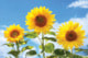 sunflowersN1008P10003C