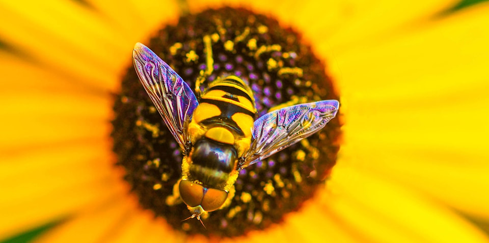 web1_170622-CVA-beekeeping