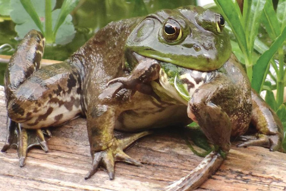 7867922_web1_170727-CVA-frog-eating-frog