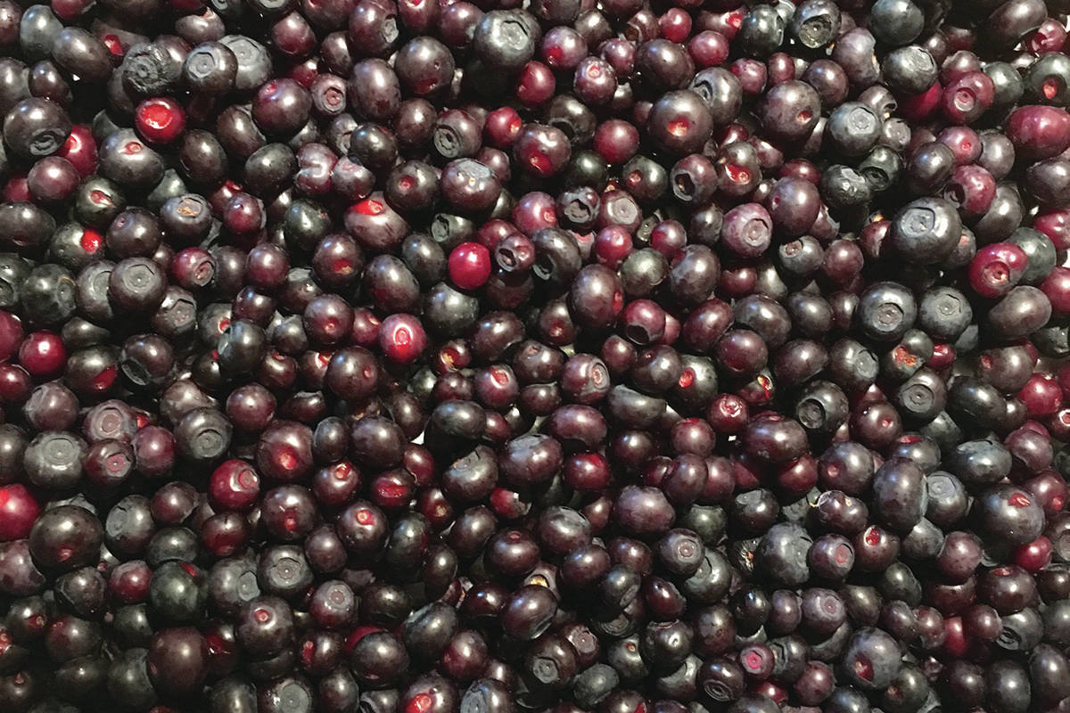 Huckleberries in jeopardy