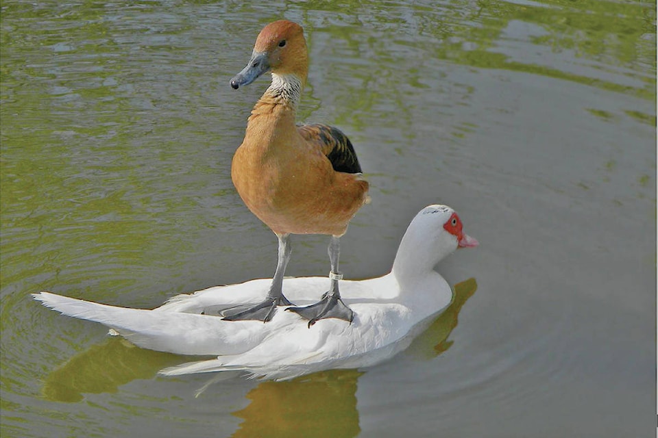 8676915_web1_Duck-and-goose--Option-2