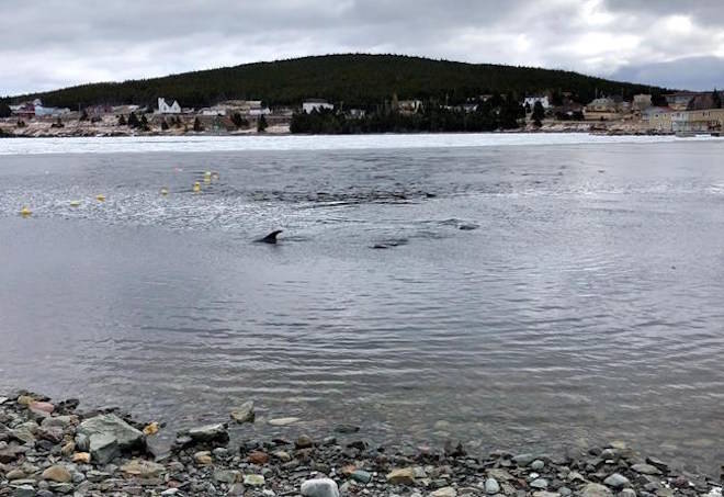 Heavy ice off Canada coast strands pod of dolphins, fixating small town