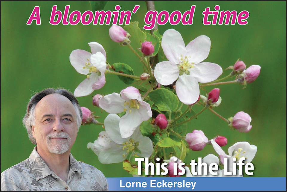 11889415_web1_180517-cva-this-is-the-life-a-bloomin-good-time_1