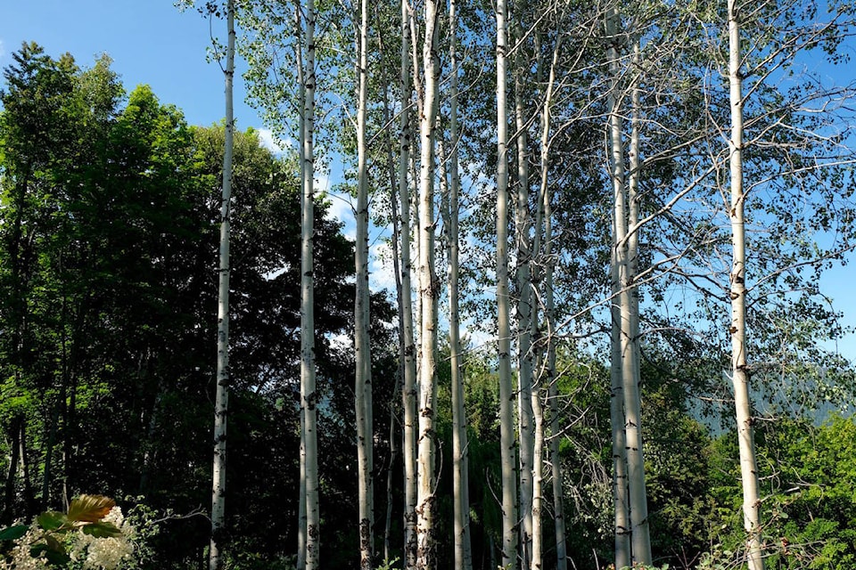 Deciduous trees in B.C. are more fire resistant than more commercially valuable conifers. Photo: Bill Metcalfe