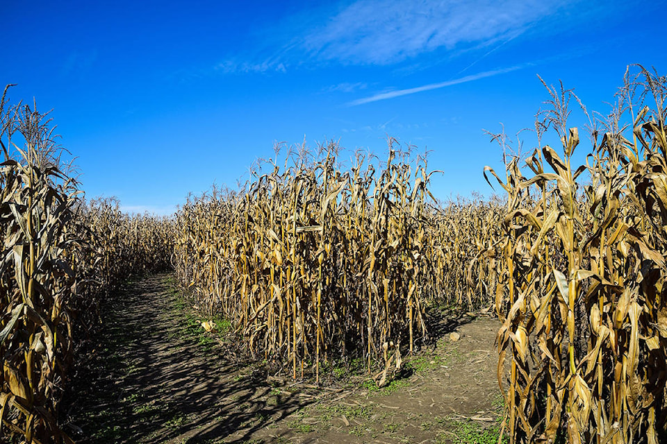 19146586_web1_191028-SNE-CornMaze