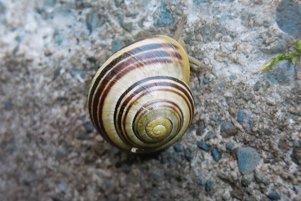 20112850_web1_200116-CVA-M-snail-out-there