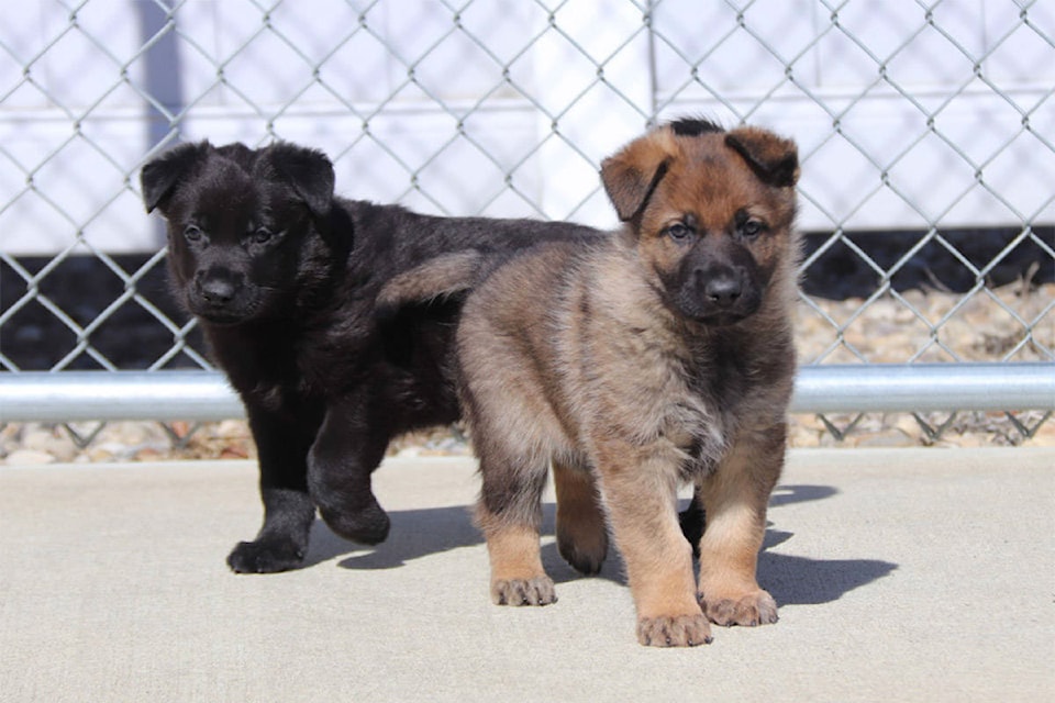 25021602_web1_210430-CPL-RCMP-Name-The-Puppy-Contest-winners_1