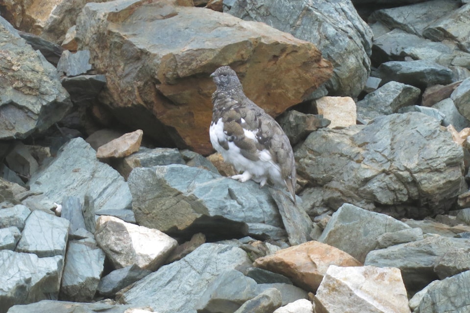 26950879_web1_211028-CVA-out-there-ptarmigan_1