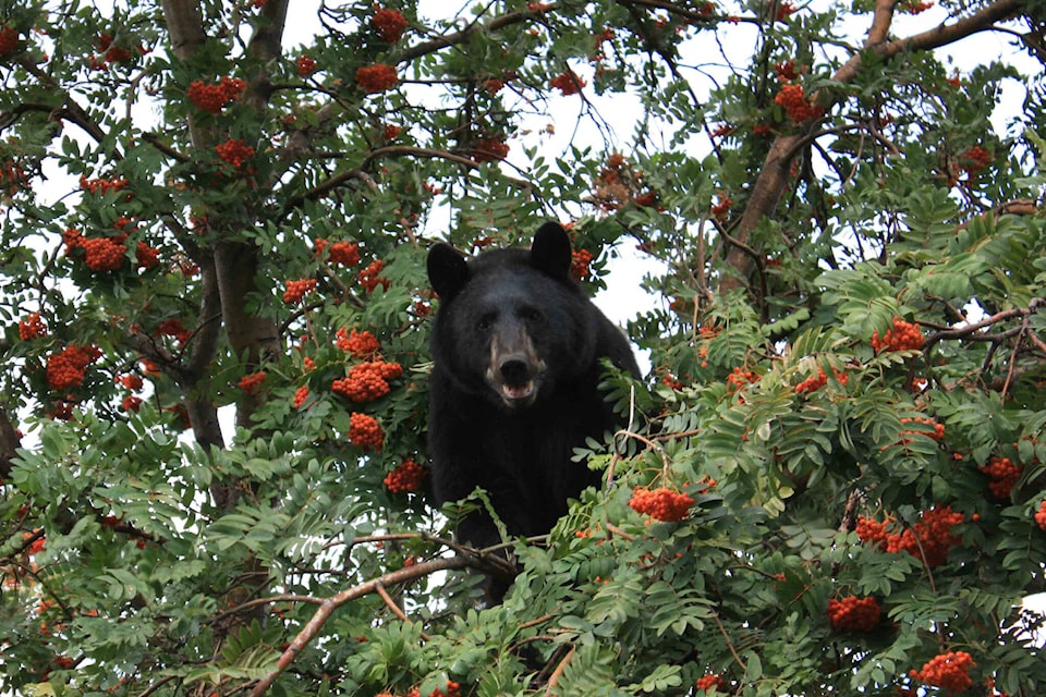 26968769_web1_211028-CVA-wildsafebc-bears_1