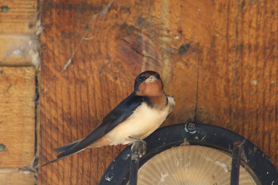 Barn swallows in Canada face declining populations. (Photo by Rachel Darvill)