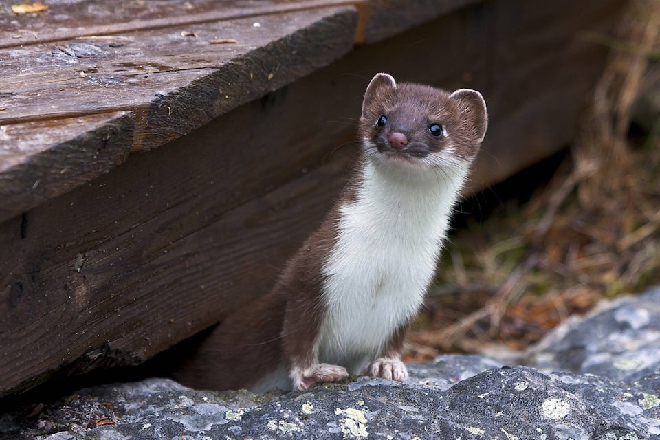 27560551_web1_211223-CVA-out-there-column-weasel_1