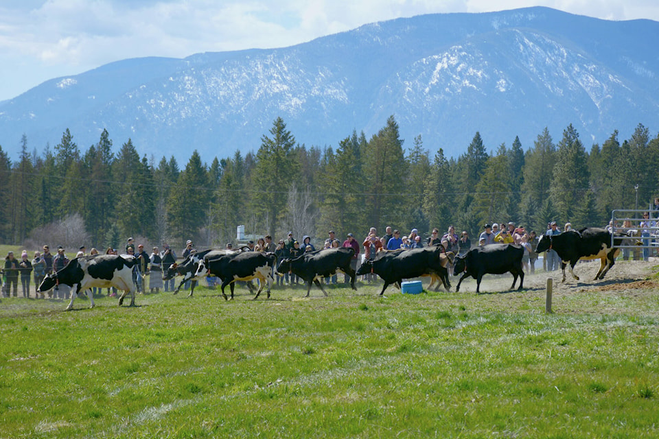 The dairy cows at Kootenay Meadows frolic in the grass for the first time this spring. (Photo by Kelsey Yates)