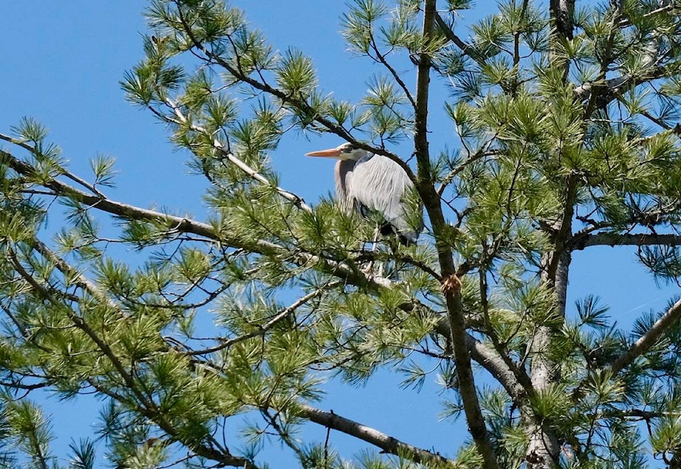 28988326_web1_220512-KWS-Herons-Nests_2