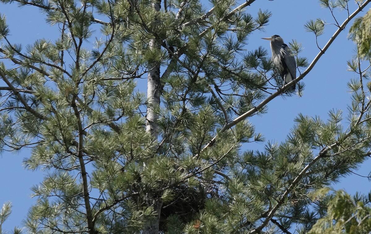 A heron in a nest tree on Granite Pointe Golf Club property on May 3, 2022. A heron nest is shown at the bottom of the photo. Photo: Bill Metcalfe