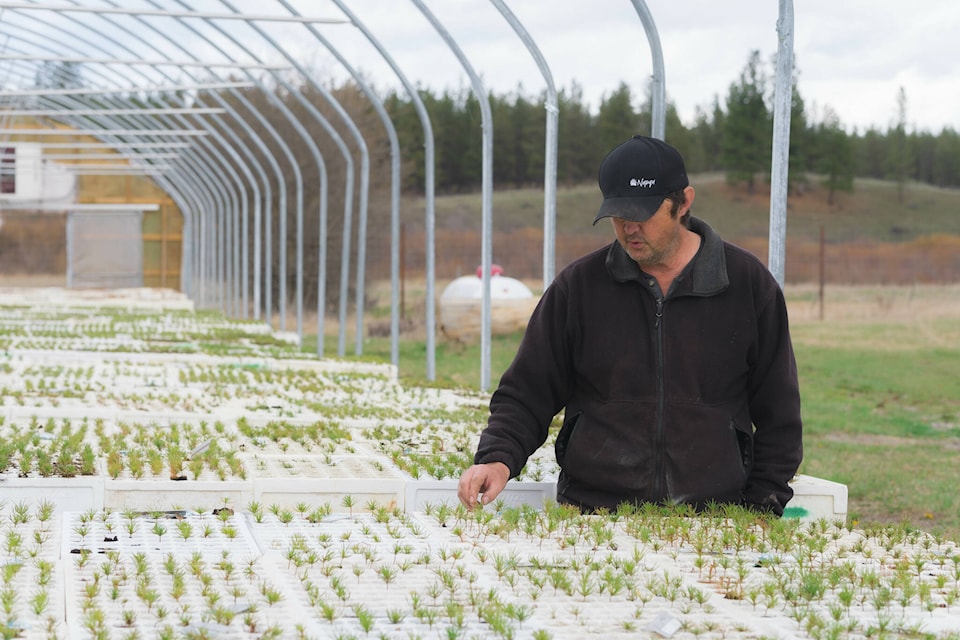 Nupqu Native Plant Nursery, a Ktunaxa-owned business near Cranbrook, grows the whitebark pine seedlings. (Columbia Basin Trust)