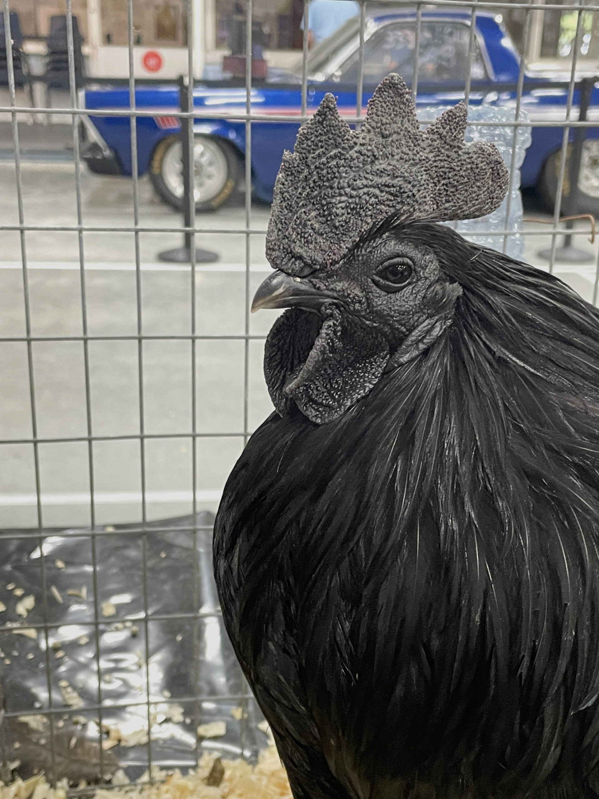Farmers showed off the best of their livestock at the fair. (Photo by Kelsey Yates)