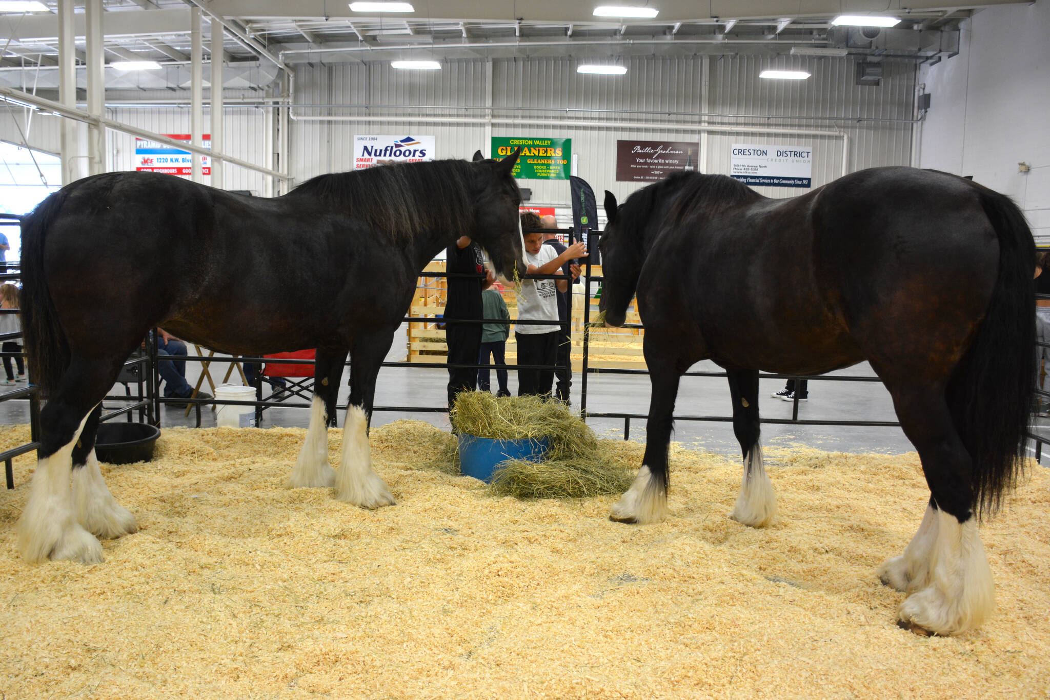 Two Clydesdale horses greeted crowds at the fair. (Photo by Kelsey Yates)