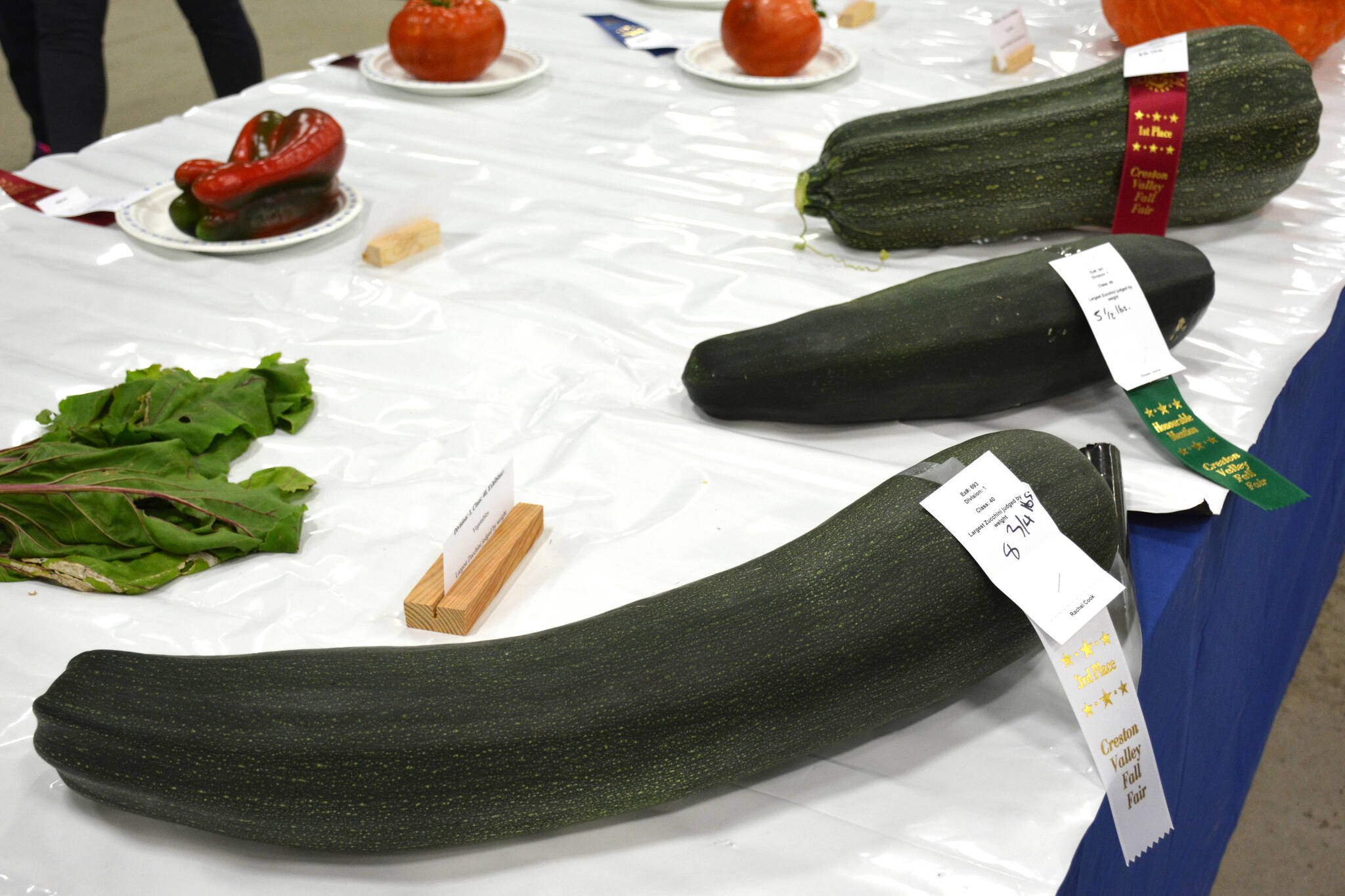 These prizewinning zucchinis weighed between 5 and 13 pounds each. (Photo by Kelsey Yates)